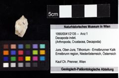 Foto (Objket + Etiketten) von Decapoda indet. 